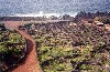 Azores / Aores - Santa Luzia: paisagem vinicola - vinhas para o Verdelho cultivadas em curraletas - patrimonio da humanidade - Unesco - photo by M.Durruti