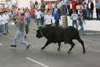 Azores / Aores - Terceira - Raminho -  concelho de Angra do Herosmo: bull run - tourada  corda - terceirense - photo by A.Dnieprowsky