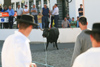 Azores / Aores - Terceira - Raminho -  concelho de Angra do Herosmo: bull run - tourada  corda terceirense - photo by A.Dnieprowsky