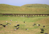 Azores / Aores - concelho de Ribeira Grande: aqueduct and cows / aqueduto das 9 janelas - photo by A.Dnieprowsky