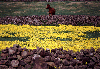 Azores / Aores - Terceira: horse, flowers and walls / cavalo, flores e muros - photo by F.Rigaud