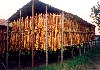 Azores / Aores - Capelas: seca de tabaco / drying tobacco - photo by M.Durruti