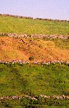 Azores / Aores - Remdios: cows grazing on the mountain - pastagem de montanha (sebes de hortnsias) - photo by M.Durruti