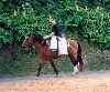 Azores / Aores - Porto Formoso: transporte de leite a cavalo / bringing home the milk - photo by M.Durruti