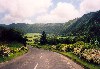 Azores / Aores - Joo Bom: on the road guarded by hydrangeas - na estrada - com uma escolta de hortnsias - photo by M.Durruti
