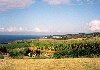 Azores / Aores - Fenais da Ajuda: in the fields - nos campos - photo by M.Durruti
