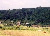 Azores / Aores - Faial - Ch da Cruz: grazing / pastagem - photo by M.Durruti