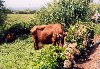 Azores / Aores - Faial - Espalhafatos: eating the right stuff - cow - uma dieta especial - photo by M.Durruti