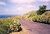 Azores / Aores - Faial - Cascalho: road decorated with hydrangeas / estrada ladeada por hortensias - photo by M.Durruti