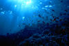 Bahamas - New Providence - Nassau: reef and sun (photo by K.Osborn)