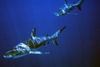Bahamas - New Providence - Nassau: reef sharks in the Atltantic blue (photo by K.Osborn)
