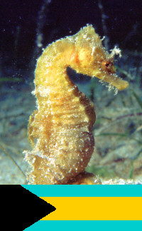 Bahamas - Underwater photography - Sea Horse - Atlantic Ocean (photo by K.Osborn)