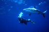 Bahamas - New Providence - Nassau: shark and diver (photo by K.Osborn)