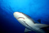 Bahamas - New Providence - Nassau: shark and remora (photo by K.Osborn)