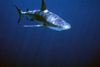Bahamas - New Providence - Nassau: caribbean reef shark (photo by K.Osborn)