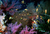 Bahamas - New Providence - Nassau: coral (photo by K.Osborn)