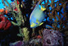 Bahamas - New Providence - Nassau: queen angel fish (photo by K.Osborn)