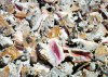 Grand Bahama - Freeport: discarded conch shells (photo by G.Frysinger)