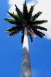 Caribbean - Barbados - Bridgetown: palm tree - photo by P.Baldwin