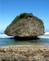 Barbados - Bathsheba - St. Joseph parish: Mushroom Rock - beach - rock formation - photo by P.Baldwin