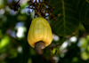 Belize - Hopkins, Stann Creek District: cashew fruit and nut - noz de caju - Anacardium occidentale - photo by C.Palacio