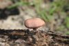 Belize - Seine Bight: mushroom - cogumelo - Bolet - Svampe - Pilze - Fungo - Fungi - Champignon - Gomba - Paddestoel - Grzyby - sienet - Svampar - Mantar - tchampion - Senes - photo by Charles Palacio