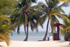 Belize - Seine Bight village: path to the Caribbean Sea - white sand beach with coconut trees - playa - plage - praia - Strand - photo by Charles Palacio