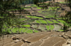Bhutan - Paro dzongkhag - Drukgyel village - rice fields near the village - Paddy fields - photo by A.Ferrari