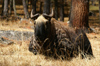 Bhutan - a takin rests - Budorcas taxicolor whitei, near Thimphu - photo by A.Ferrari