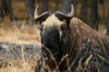 Bhutan - a Bhutan takin - Budorcas taxicolor whitei - a goat-antelope , Bhutan's national animal, near Thimphu - photo by A.Ferrari