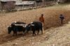 Bhutan - Ura village - Working in the fields - agriculture - photo by A.Ferrari