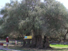 Bosnia / Bosnia / Bosnien - old olive tree (photo by J.Kaman)
