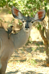 Chobe National Park, North-West District, Botswana: bird and female Great Kudu - helping each other - symbiosis - photo by J.Banks