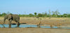 Chobe National Park, North-West District, Botswana: living together - elephant and lions share drinking water - pump pan - photo by J.Banks