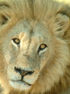 Okavango delta, North-West District, Botswana: lion - close up - Panthera leo- photo by J.Banks