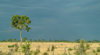 Chobe National Park, North-West District, Botswana: stormy day in the  savannah - dark sky - photo by J.Banks