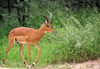 Gaborone Game Reserve, South-East District, Botswana: male Impala with his lyre-shaped horns - Aepyceros melampus - even-toed ungulate - family Bovidae - Rooibok - photo by M.Torres