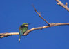 Okavango delta, North-West District, Botswana: a Little Bee-eater ruffles its feathers to dry off - Merops pusillus - near passerine bird - photo by C.Lovell
