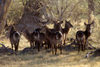 Okavango delta, North-West District, Botswana: a female herd of Waterbuck with their distinctive rump markings - Kobus Ellipsiprymnus - does - photo by C.Lovell