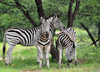 Gaborone Game Reserve, South-East District, Botswana: Burchell's Zebra, Equus quagga burchellii - stallion and two mares under a tree - photo by M.Torres