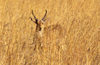 Okavango delta, North-West District, Botswana: a Southern Reedbuck blends perfectly with the tall grass it lives in- Redunca Arundinum - males with his ridged horns - photo by C.Lovell