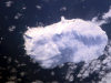 Bouvet island / Bouvetya: covered in white - from the air - photo by NASA (in P.D.)
