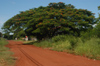 Brazil / Brasil - Dourados: tree on the road to the city / arvore (photo by Marta Alves)