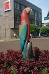 Brazil / Brasil - Dourados: Macaw - parrot / arara - Avenida Joaquim Teixeira Alves (photo by Marta Alves)