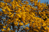 Brazil / Brasil - Dourados: Yellow Poui in blossom - flowers - ip amarelo - Tabebuia serratifolia (photo by Marta Alves)