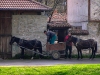 Bulgaria - Koprivshtitsa: gypsies and horses (photo by J.Kaman)