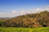 Muramvya province, Burundi: hills dominate the landscape, here a typical view with tea fields and eucalyptus forest - photo by M.Torres