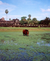 Angkor, Cambodia / Cambodge: Angkor Wat - pool life - horse - photo by Miguel Torres
