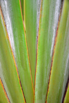 Cameroon, Douala: Ravenala madagascariensis - Traveller's Palm, famous as a source of water - detail of the fan stem - photo by M.Torres