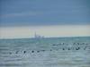 Vineland area, Ontario, Canada / Kanada: birds in migration, Toronto in view across lake Ontario - photo by R.Grove